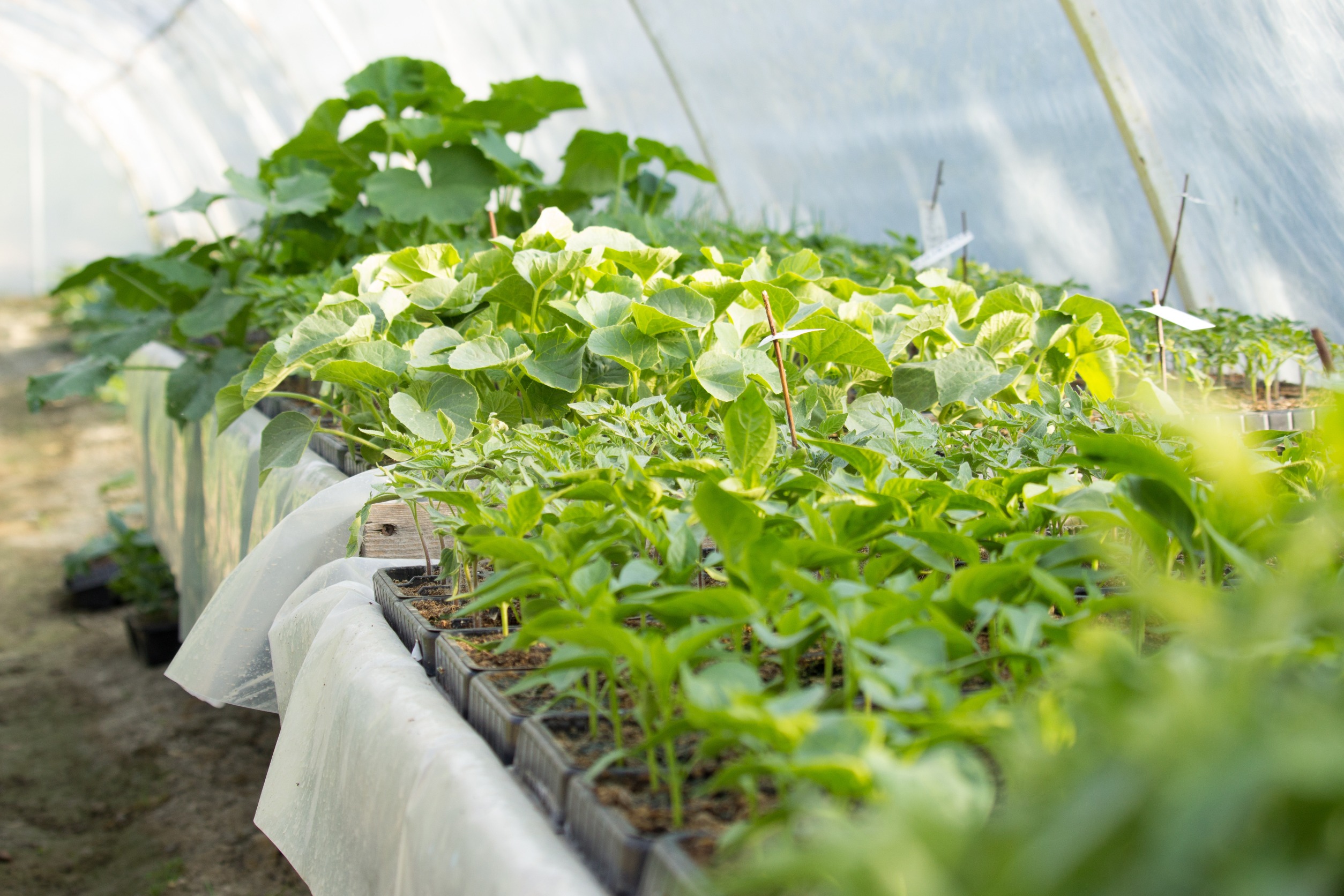 Small spaces Edible Landscaping 