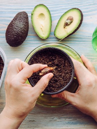 Indoor Avocado Plant Care Made Easy Tips for Thriving Avocado Trees at Home