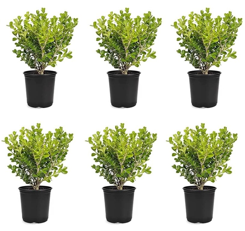 Japanese Boxwood