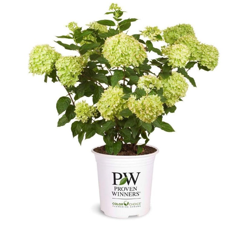 Little Lime Hydrangea