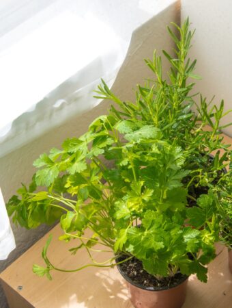 Love Cooking Here’s How Growing Herbs Indoors Can Change Your Kitchen Game