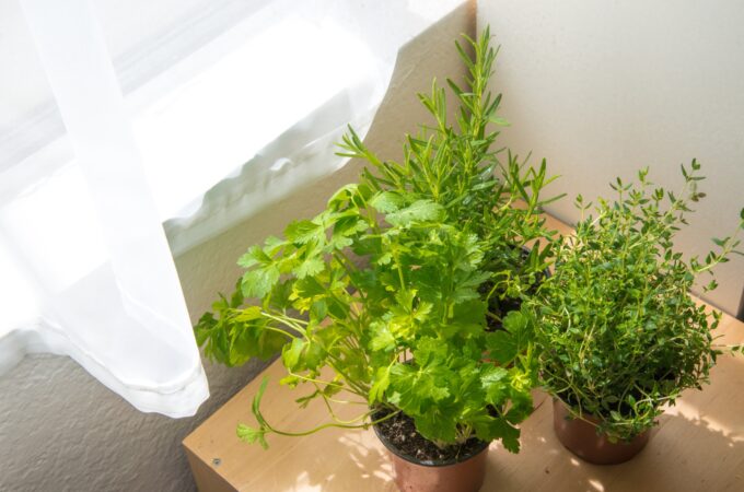 Love Cooking Here’s How Growing Herbs Indoors Can Change Your Kitchen Game