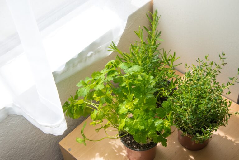 Love Cooking Here’s How Growing Herbs Indoors Can Change Your Kitchen Game