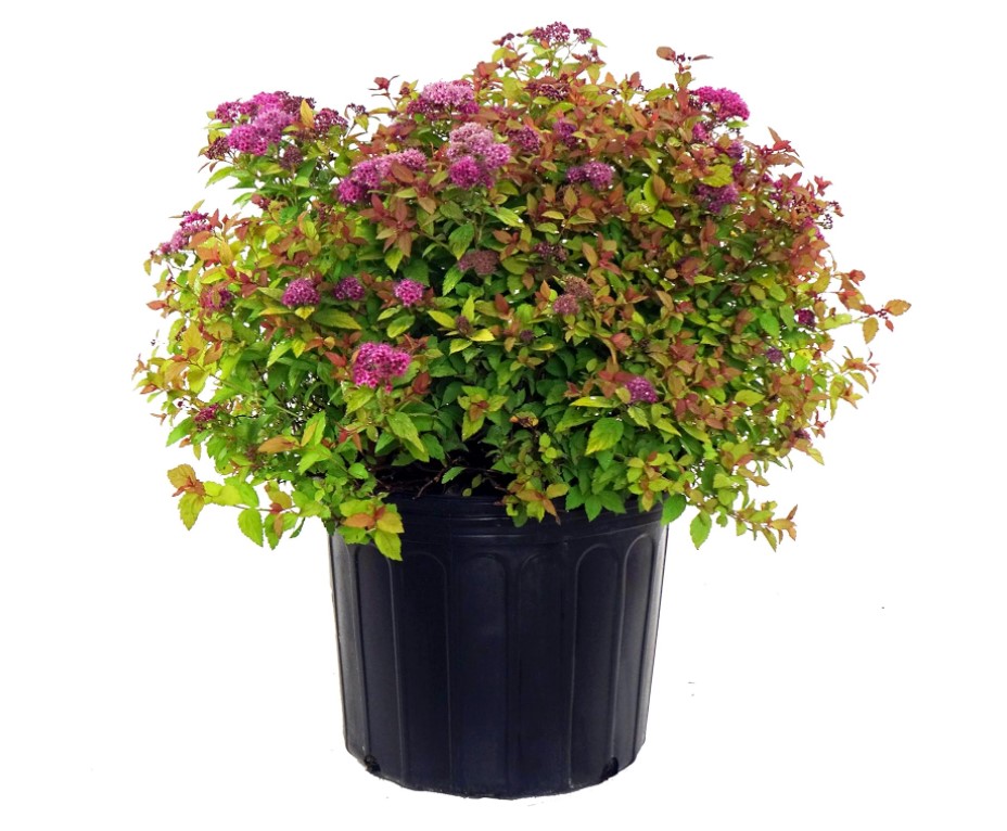 Magic Carpet Spirea