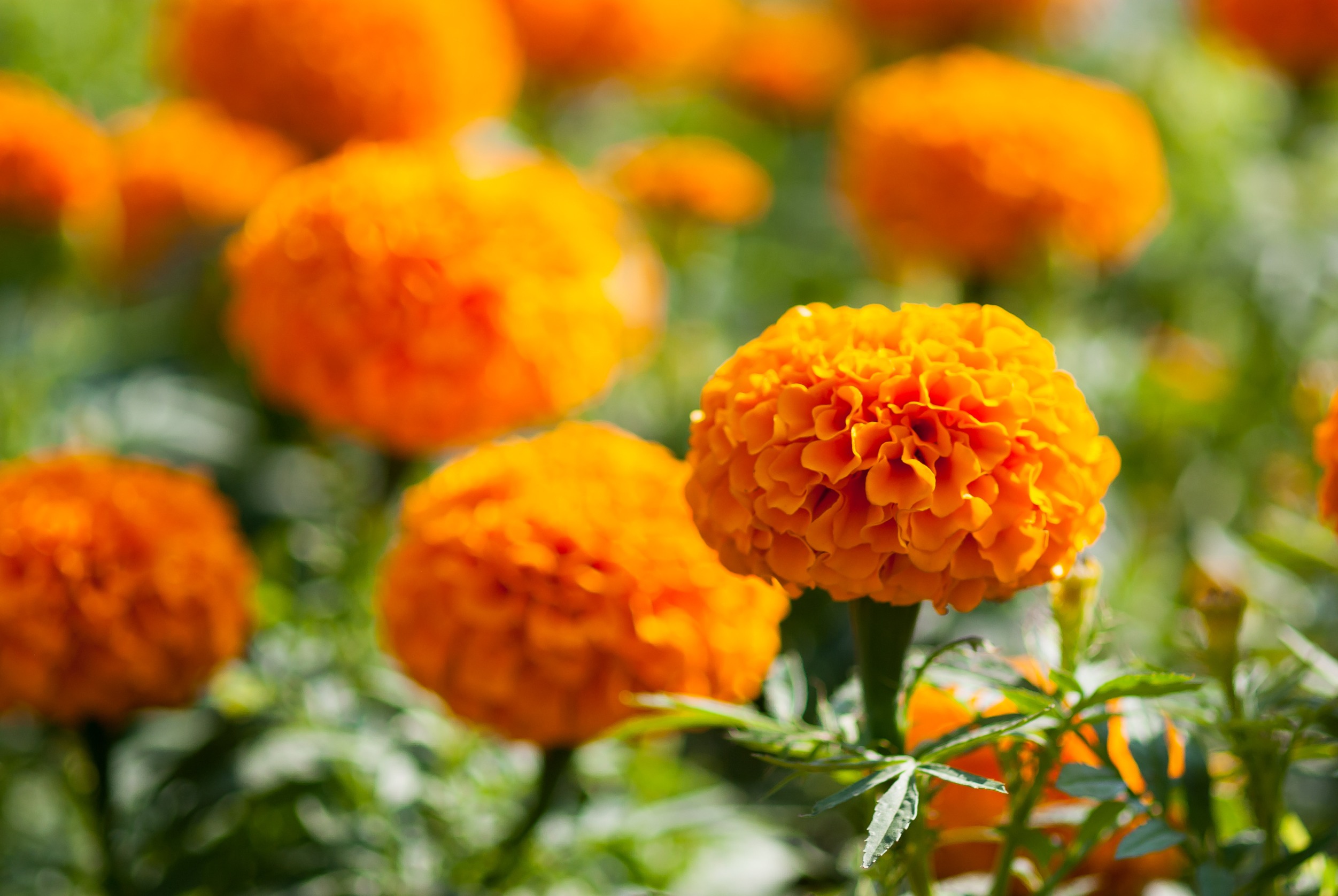 Marigolds