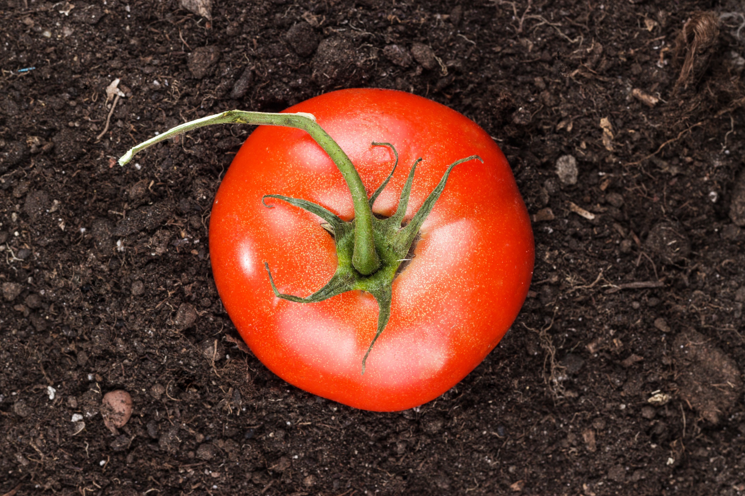 Prepare Nutrient-Rich Soil