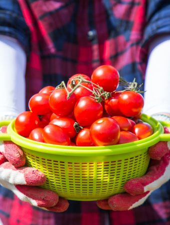 Ready for a Bumper Crop Here’s How to Maximize Your Tomato Harvest