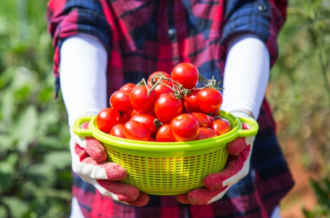 Ready for a Bumper Crop Here’s How to Maximize Your Tomato Harvest