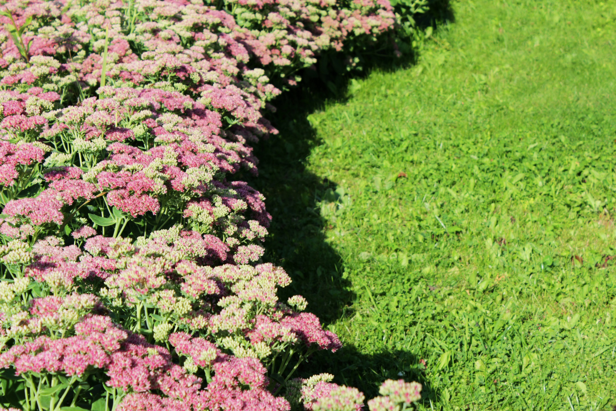 Sedum