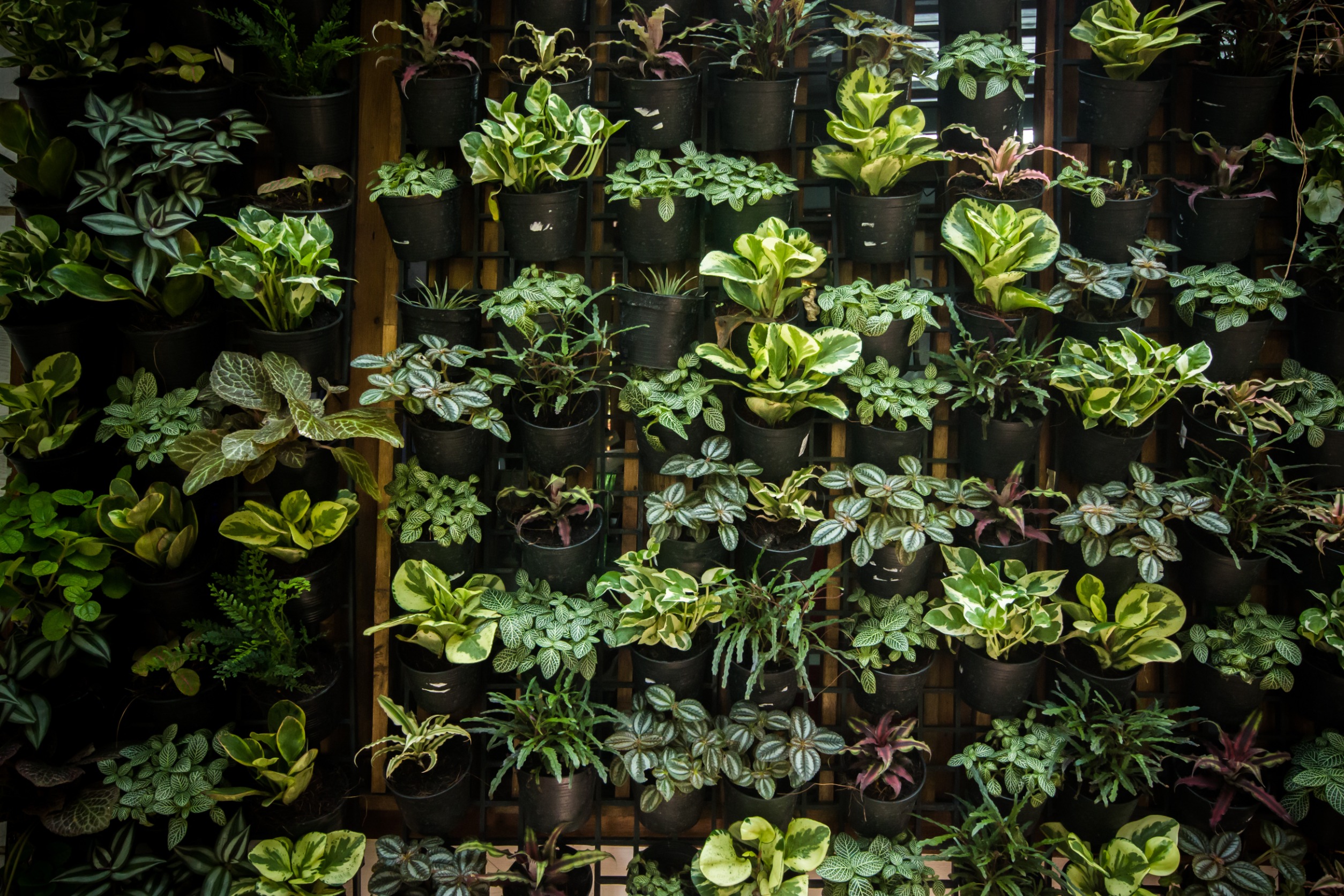 Vertical Gardening