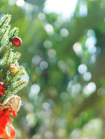 10 Beautiful Christmas Plants to Decorate Your Home on a Budget