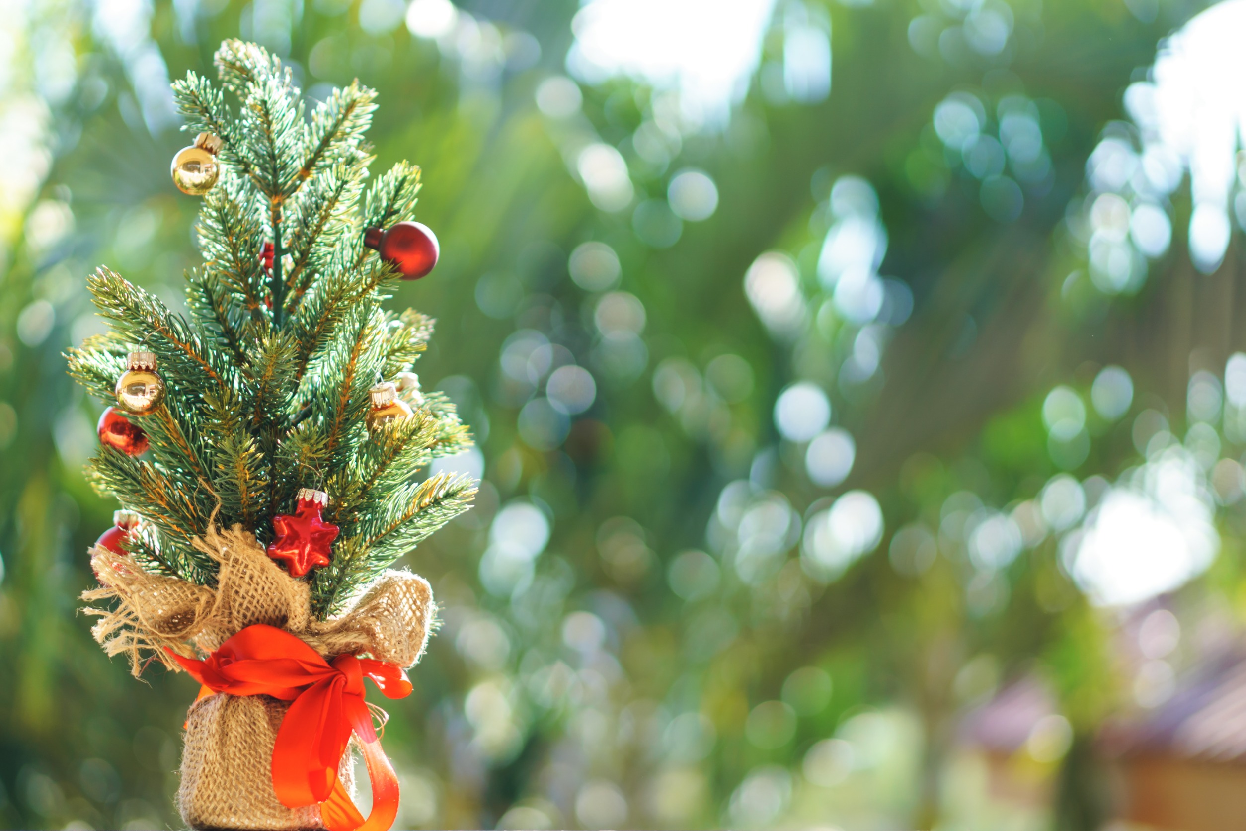 10 Beautiful Christmas Plants to Decorate Your Home on a Budget