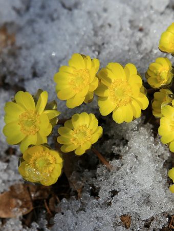 Flowers in winter