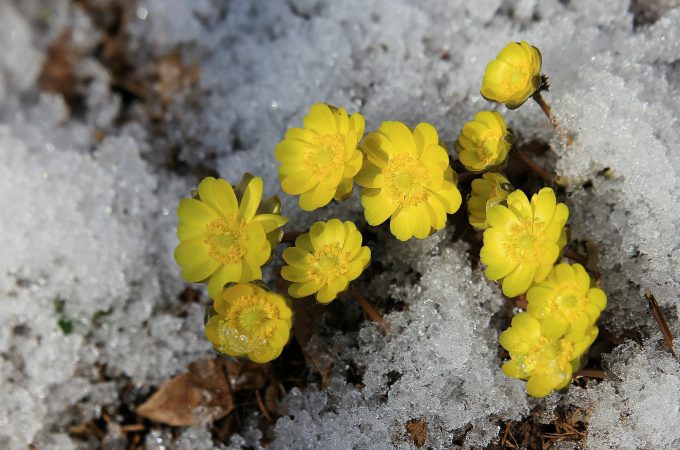 Flowers in winter