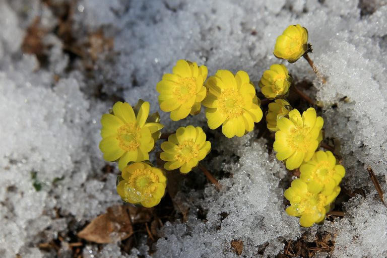 Flowers in winter