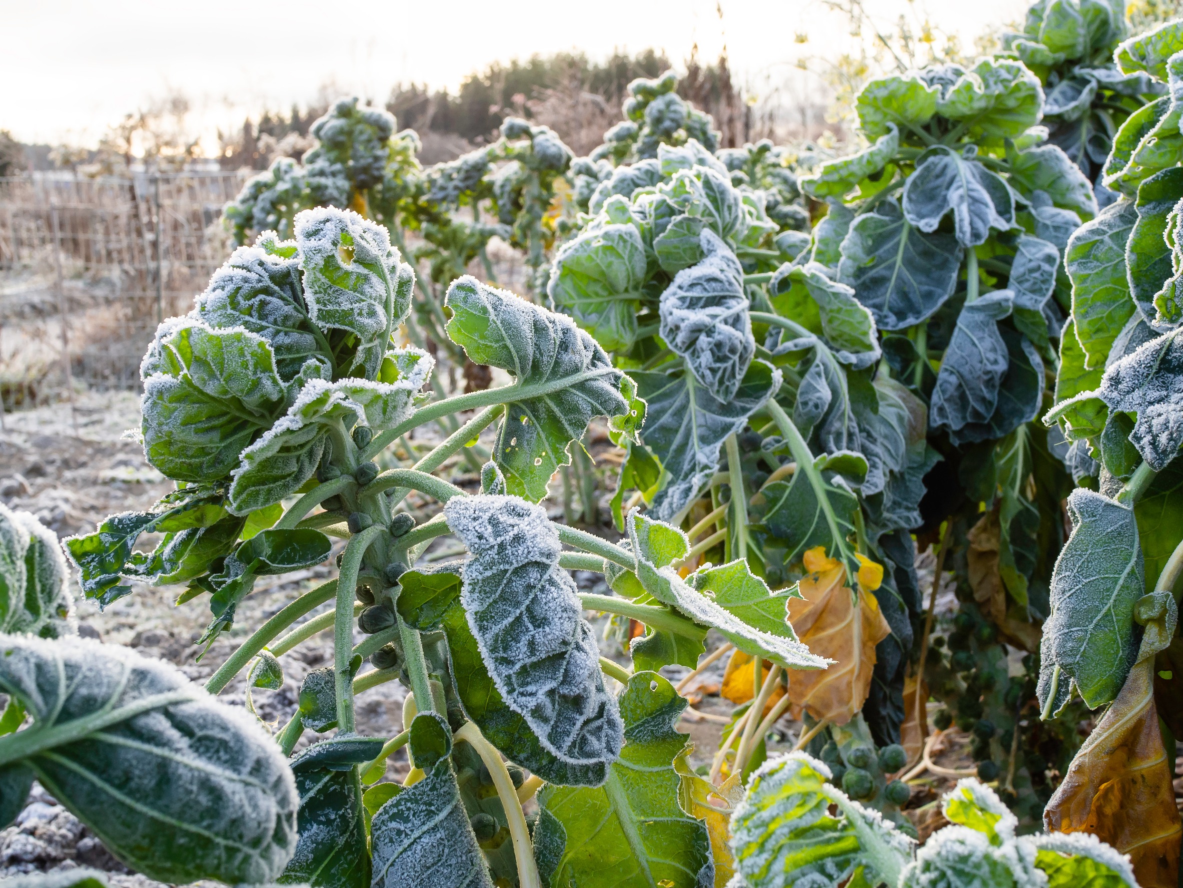 Brussels Sprouts