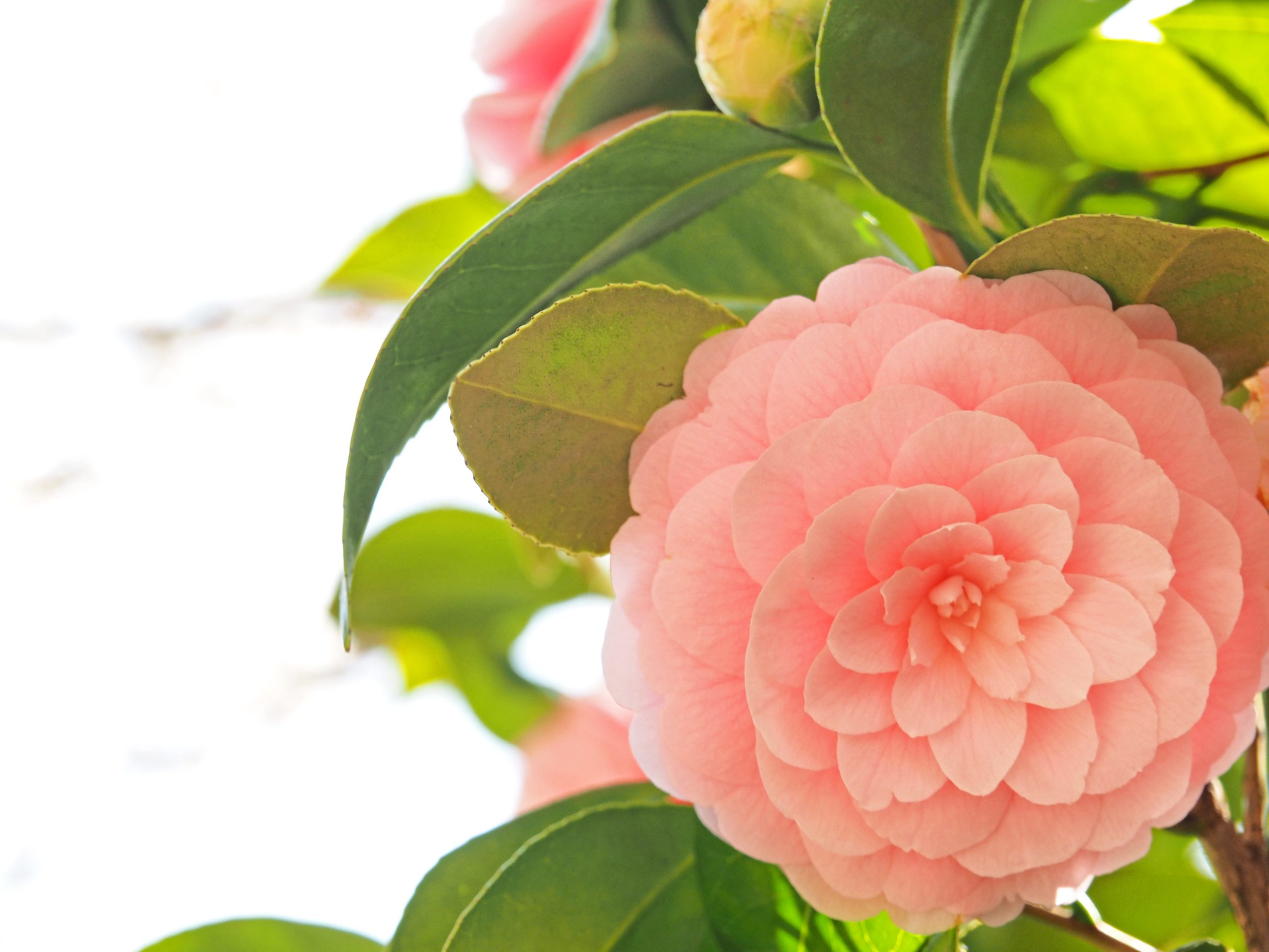 Camellia