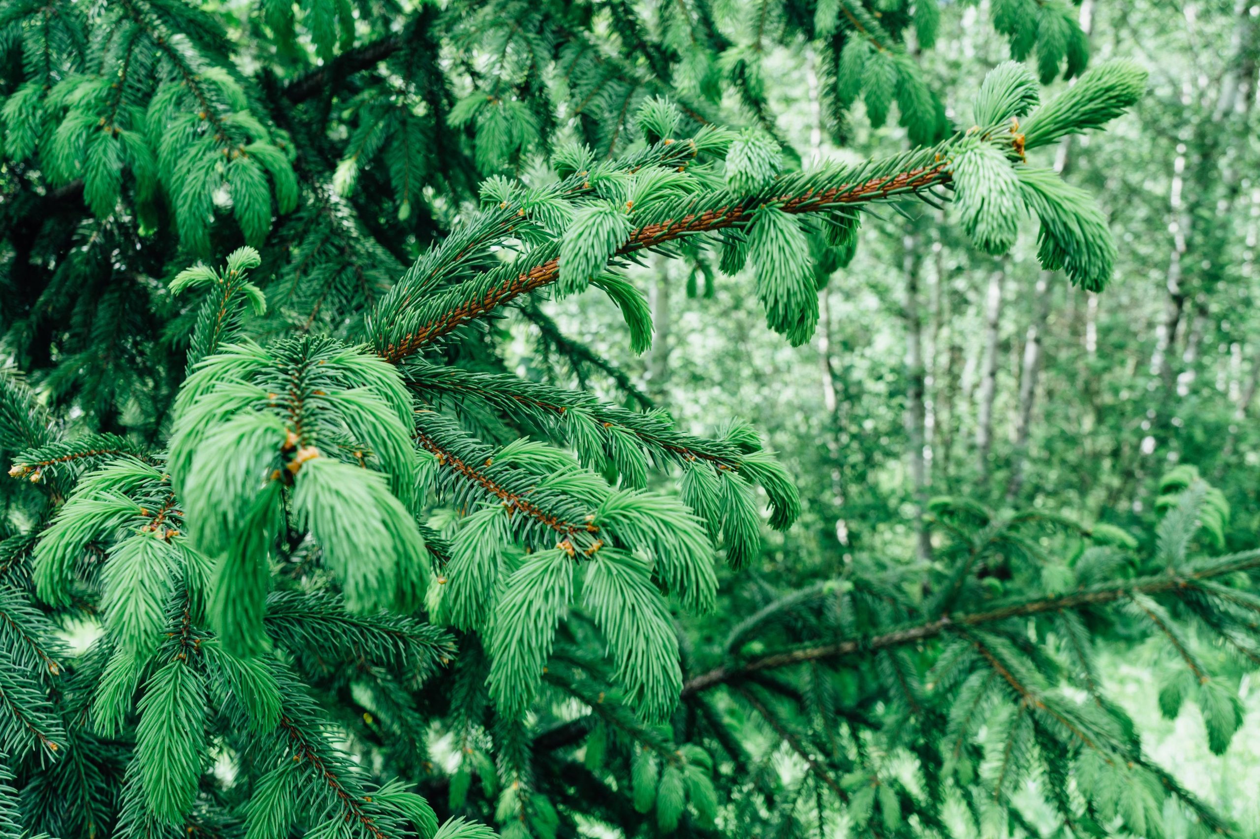 Evergreen Conifer