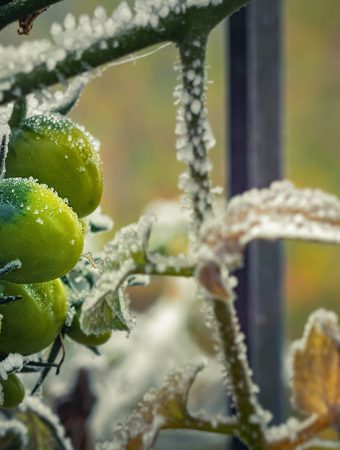 Get Your Veggies In These 5 Vegetables Grow Well In Cold Weather