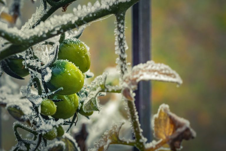 Get Your Veggies In These 5 Vegetables Grow Well In Cold Weather