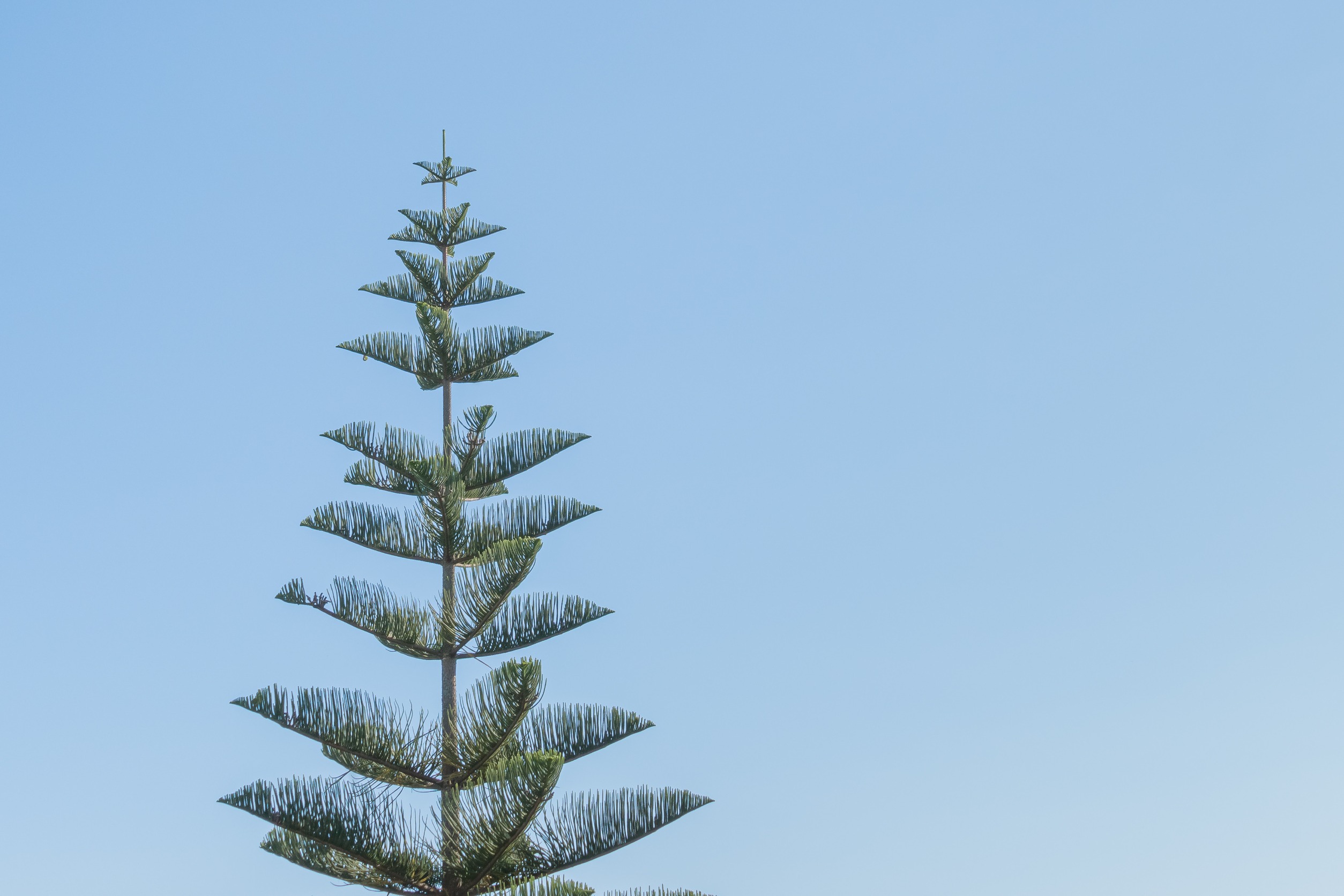 Norfolk Island Pine