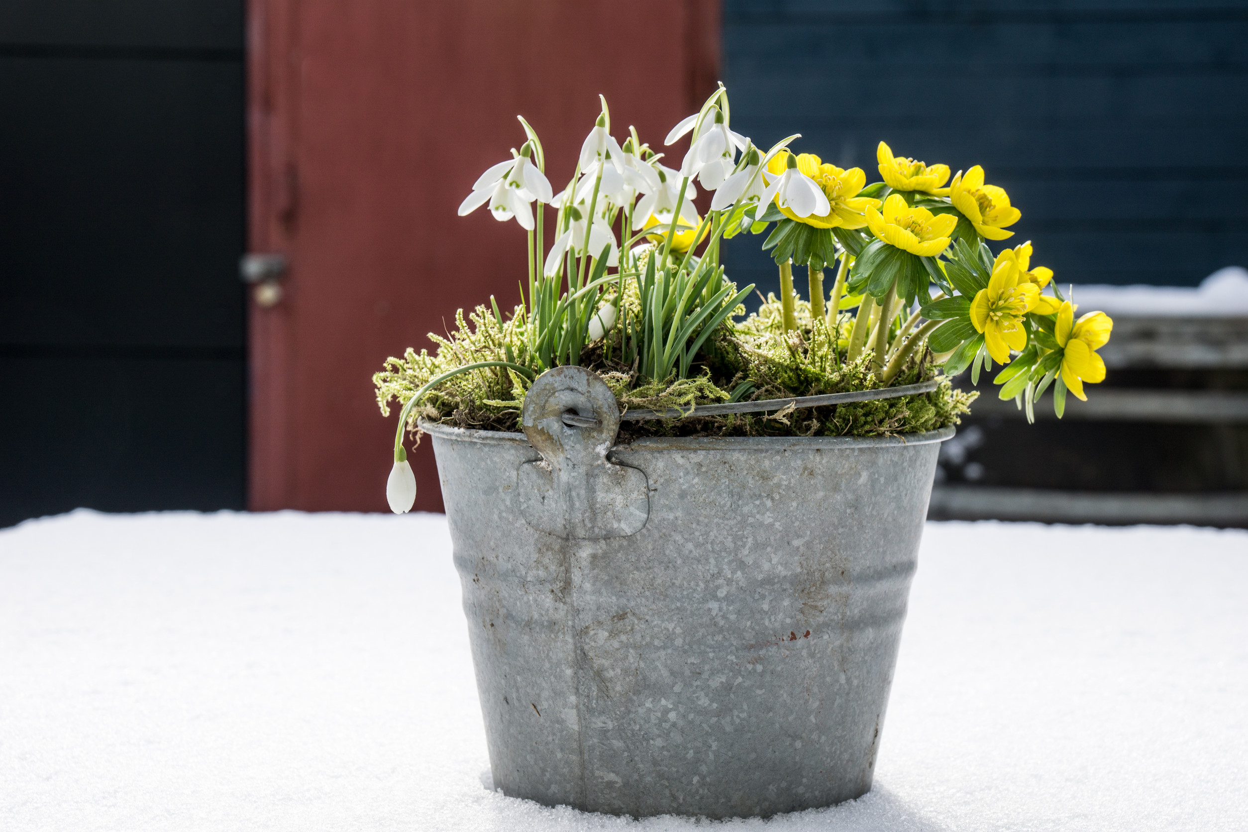 Winter Container Garden