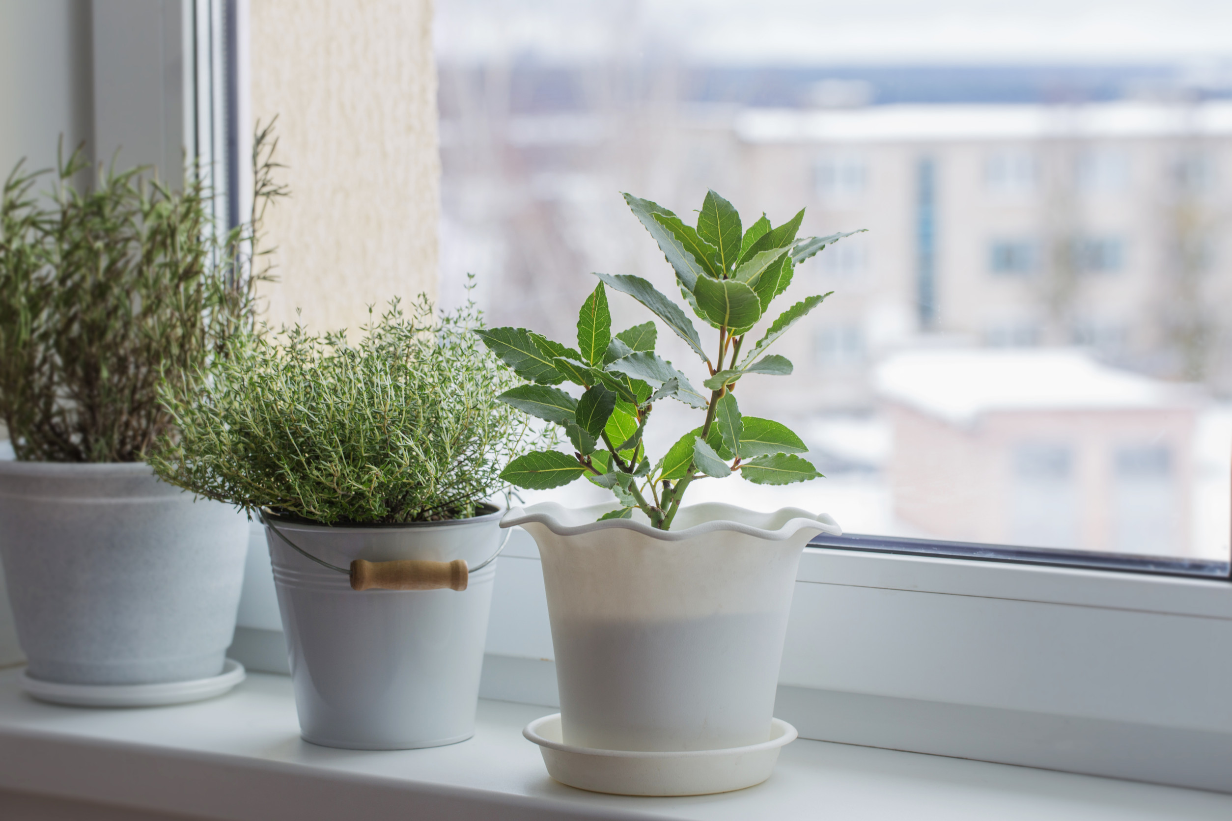 winter herb garden