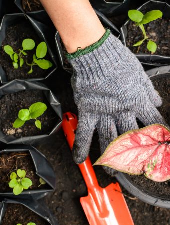 gardening 101