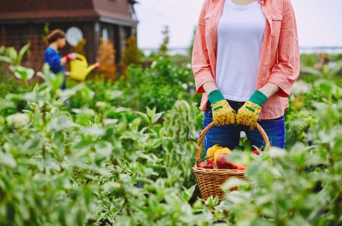 market garden