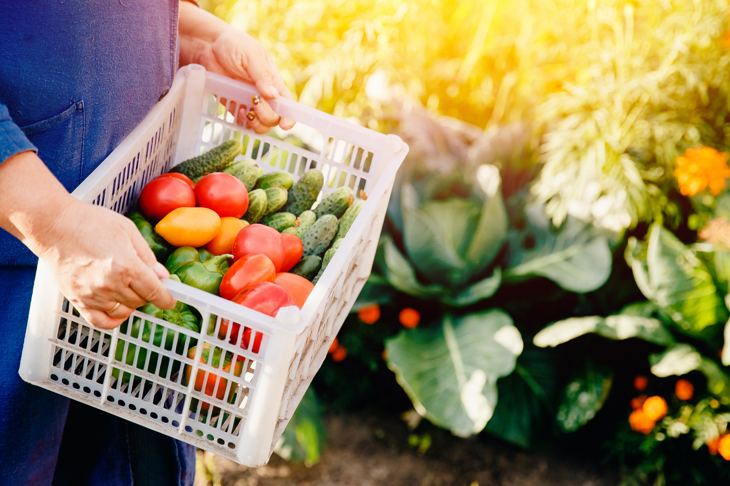 planning your market garden