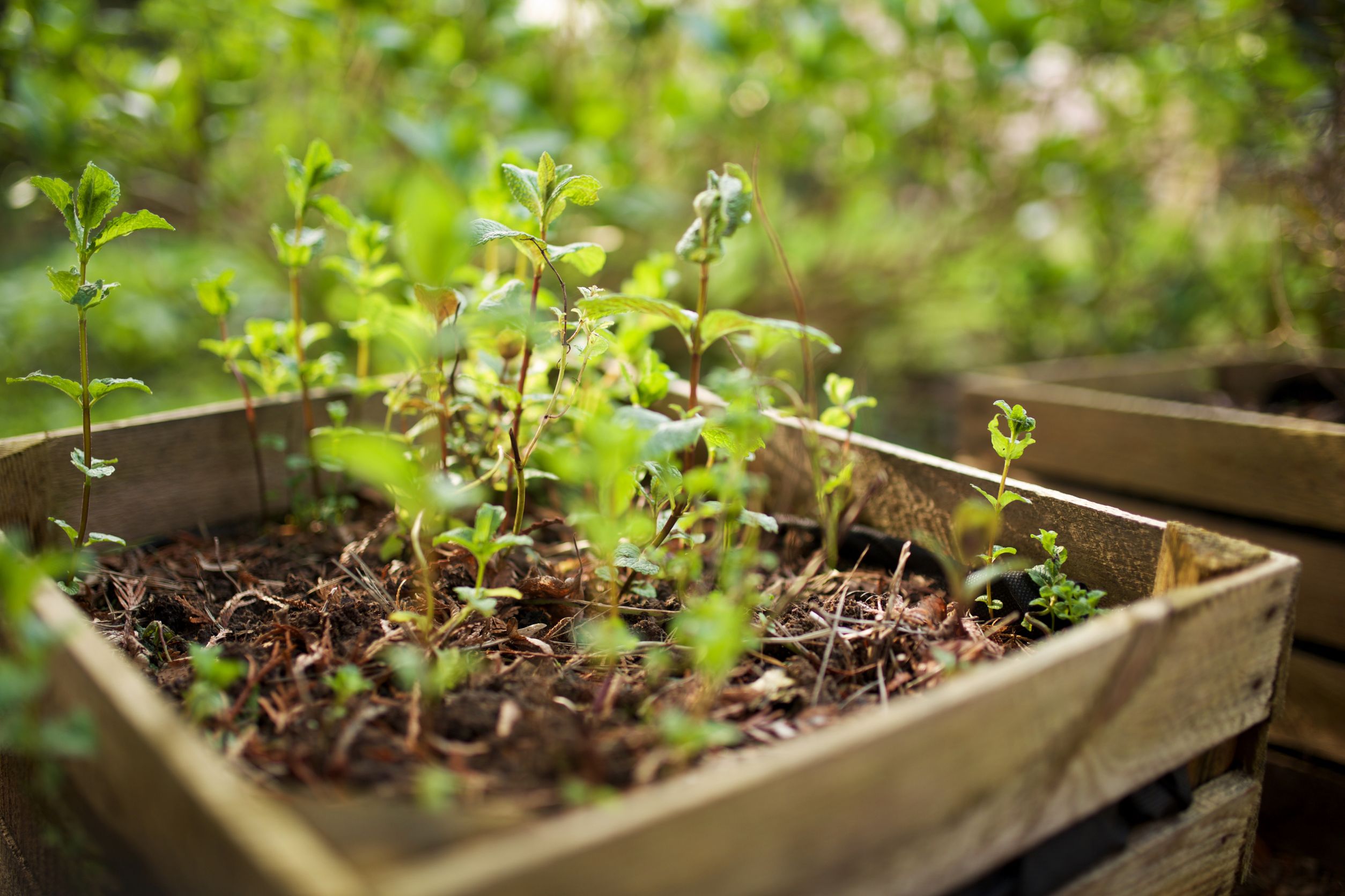 affordable garden beds