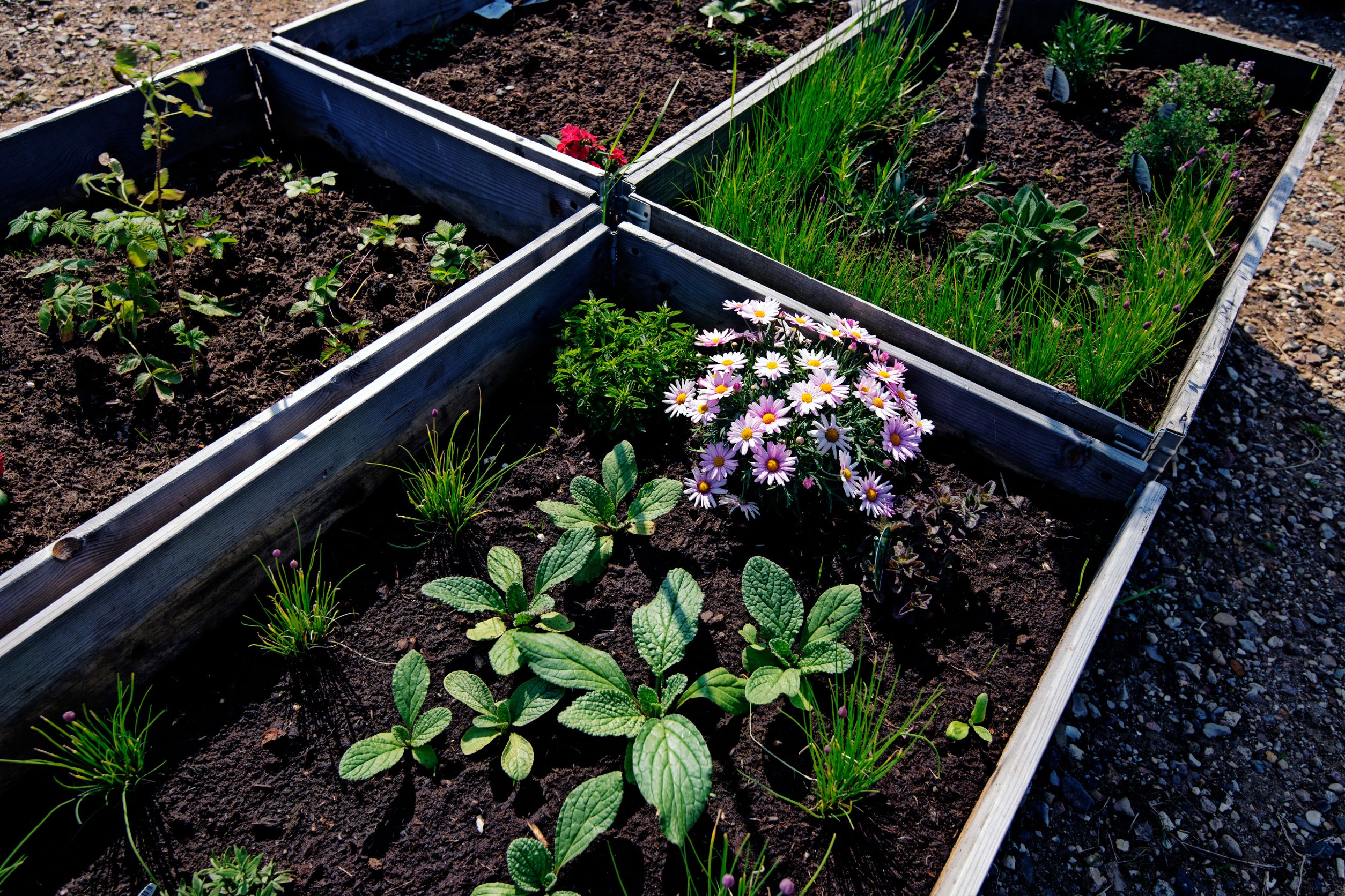 garden beds