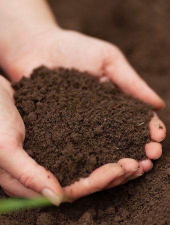 homemade organic fertilizers