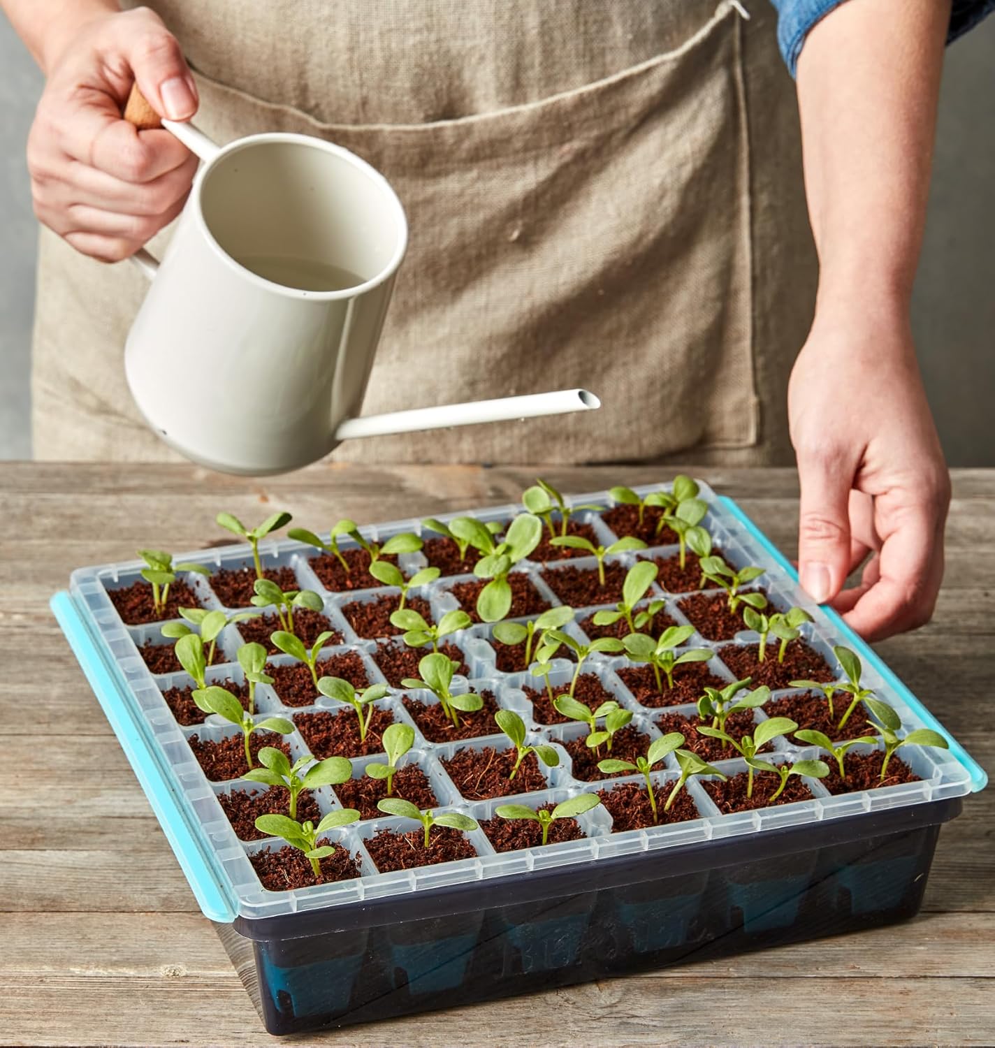 seed tray