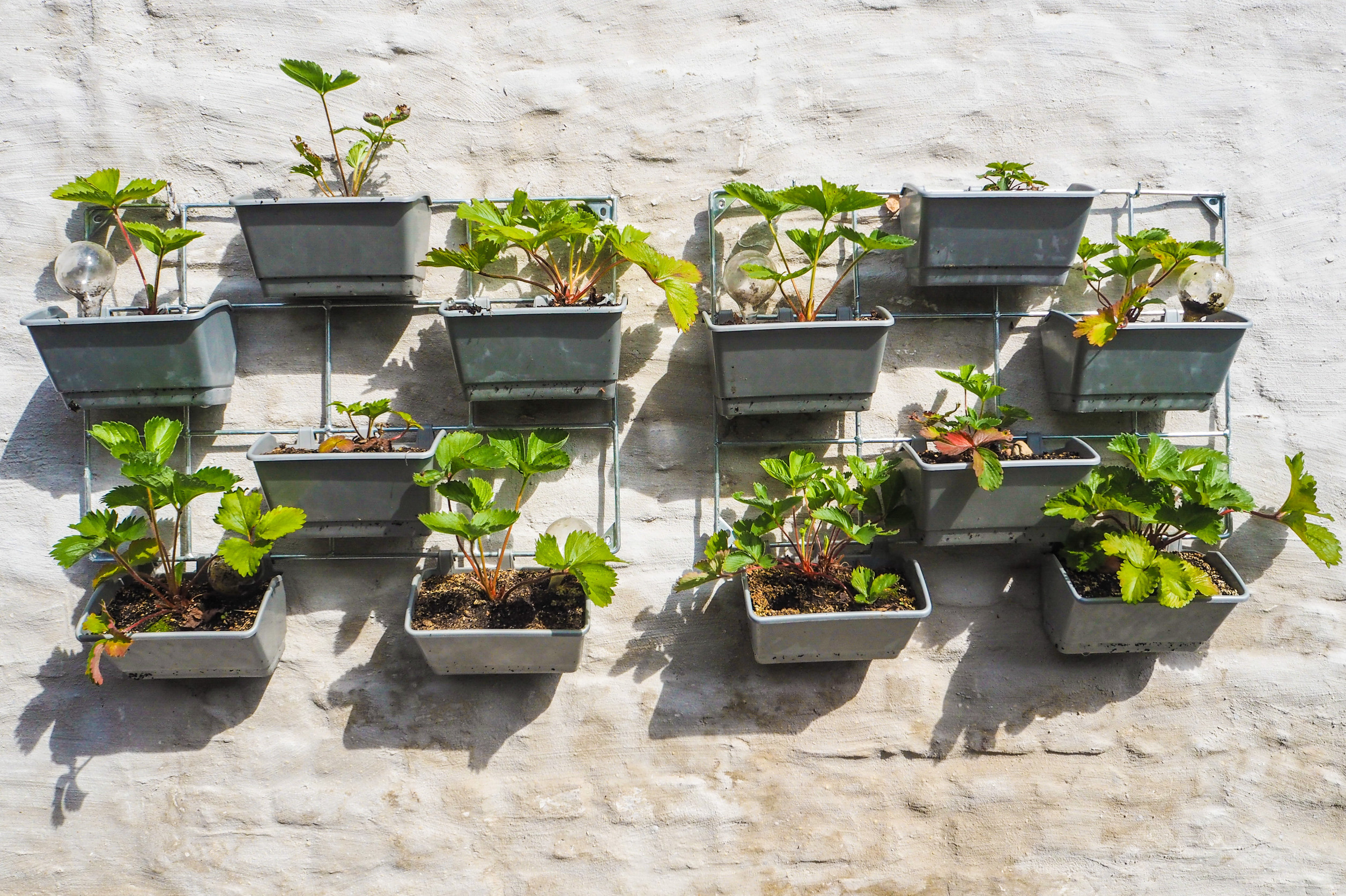 vertical wall garden