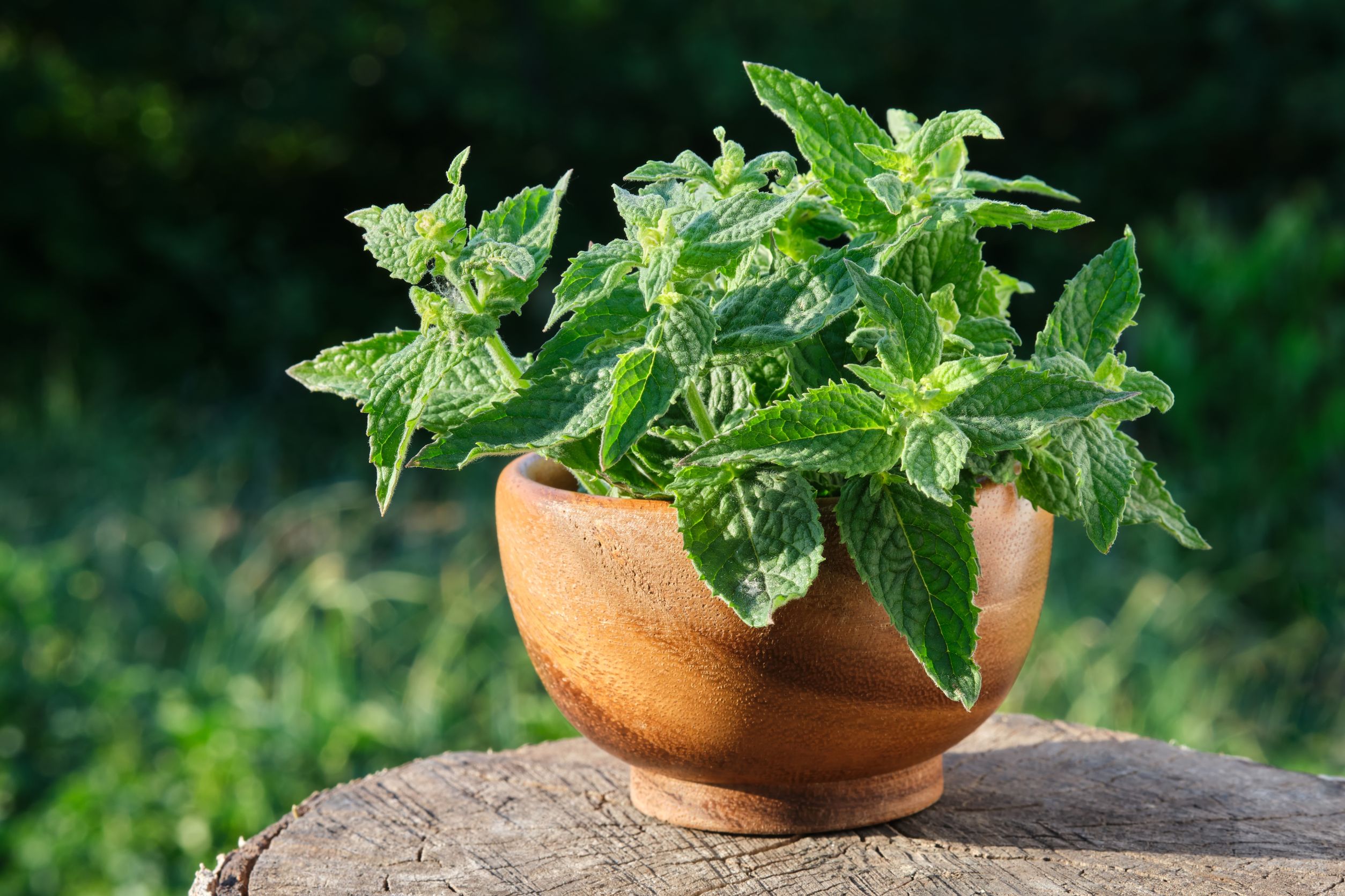 Lemon Balm