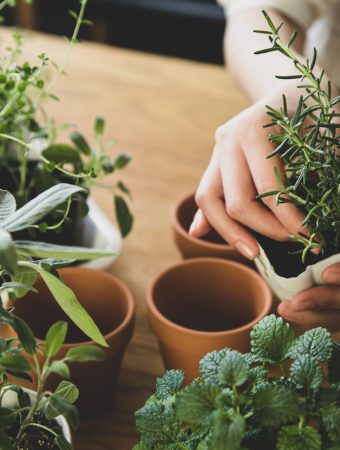 growing herbs indoors without sunlight