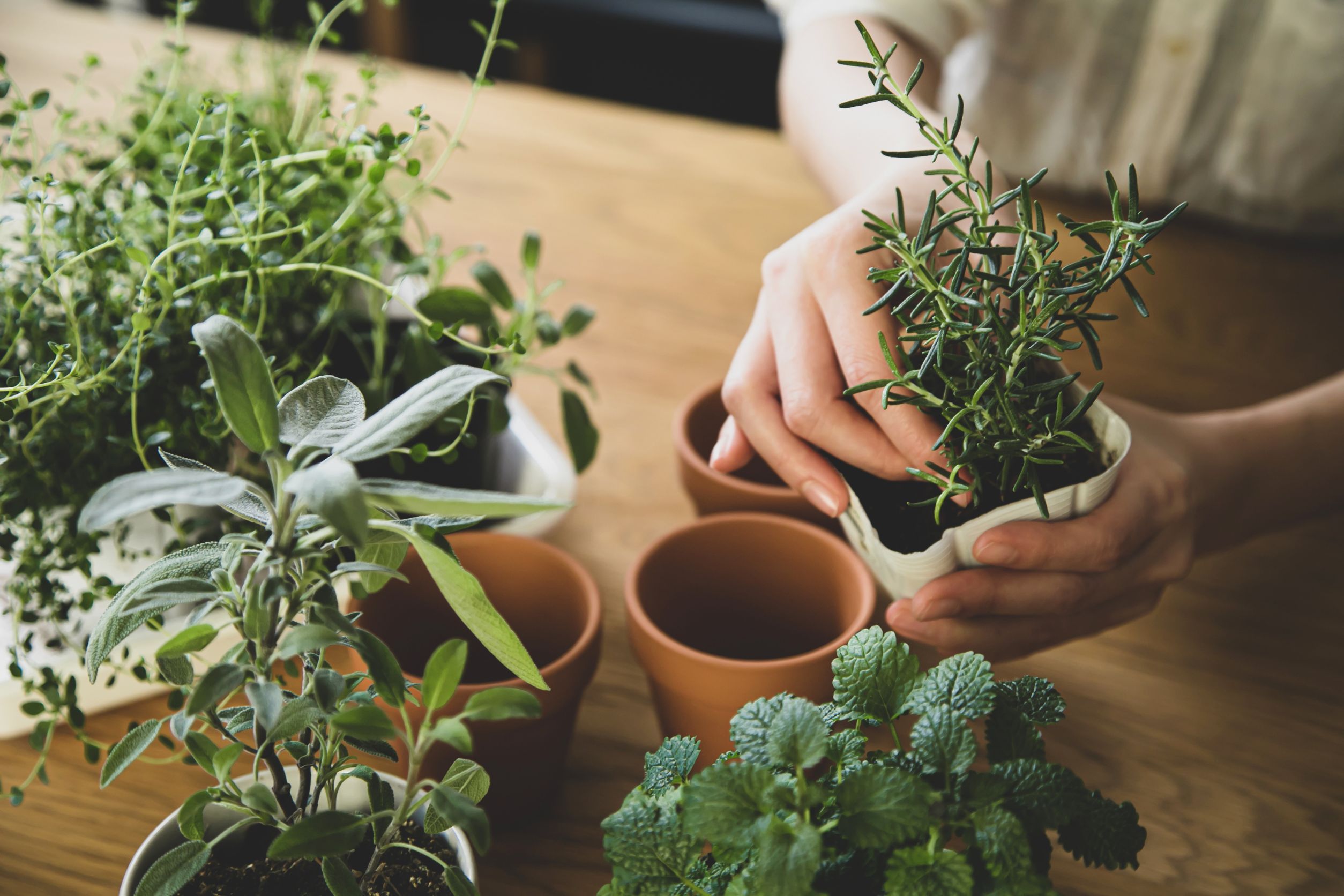 growing herbs indoors without sunlight