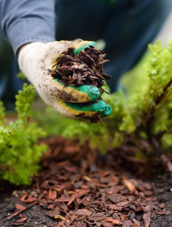 how to lay mulch