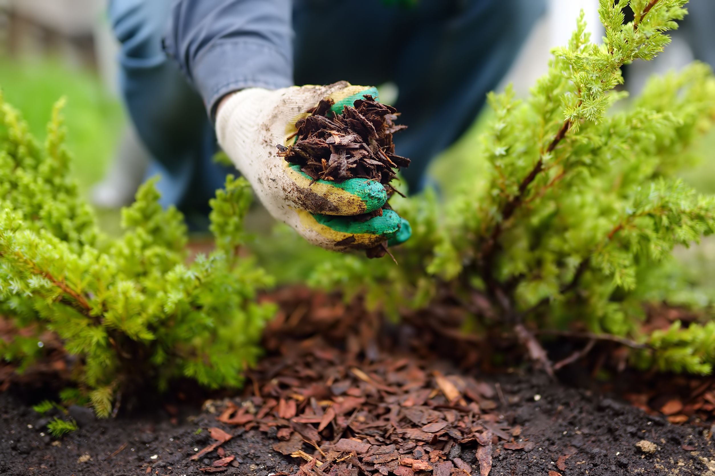 how to lay mulch