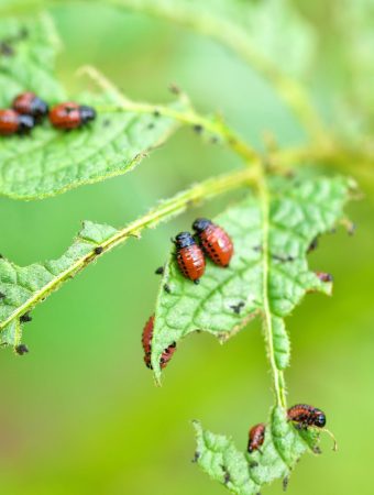 organic pest control for garden vegetables